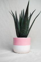 Roze bloempot voor binnen - Maison Des Bonheurs